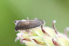 Grapholita interstinctana