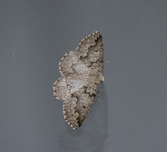 Sabulodes packardata