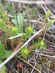 Sedum stenopetalum