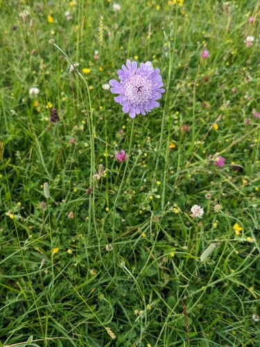 Scabiosa columbaria iNat (3)