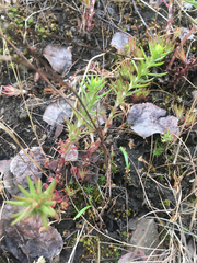 Sedum stenopetalum