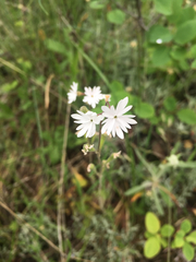 Lithophragma parviflorum