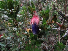 Brachyotum strigosum