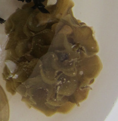 Lobophora variegata