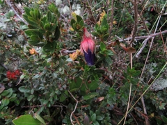 Brachyotum strigosum