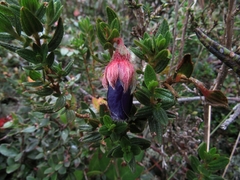 Brachyotum strigosum