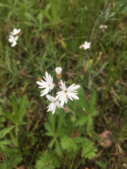 Lithophragma parviflorum
