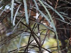 Septobasidium simmondsii