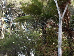 Septobasidium simmondsii