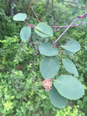 Amelanchier cusickii