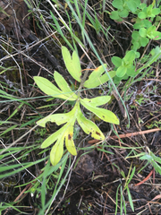 Hydrophyllum capitatum