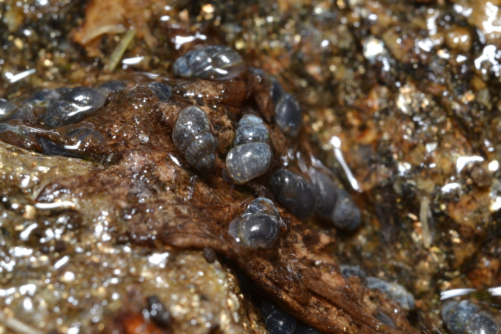 Bythinella roubionensis