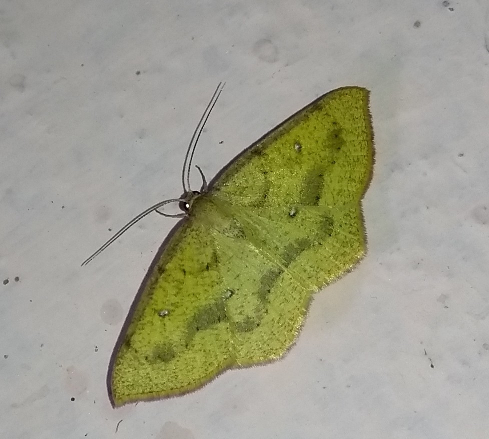 Anisephyra ocularia