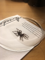 Herpyllus propinquus