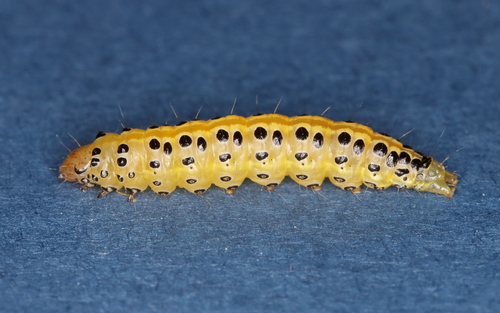 Pearly Indigo Borer photo 3