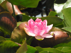 Nymphaea mexicana