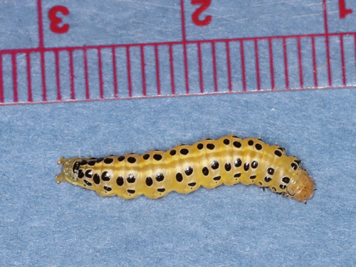 Pearly Indigo Borer photo 4