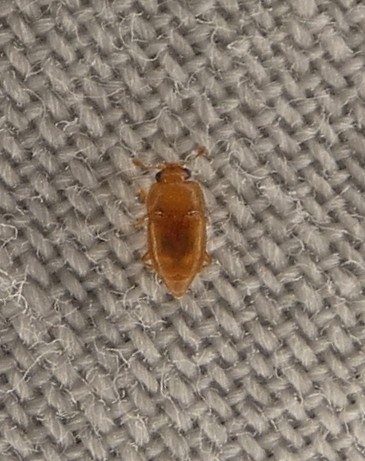 Haptoncus luteolus
