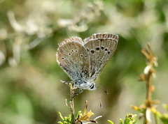 Glaucopsyche lygdamus australis