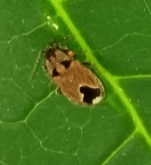 Melanotelus villosulus