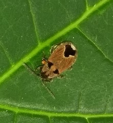 Melanotelus villosulus