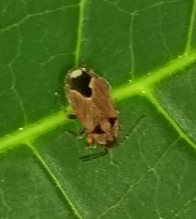 Melanotelus villosulus