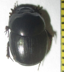 Euonthophagus carbonarius