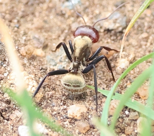 Camponotus mendaxCamponotus mendax