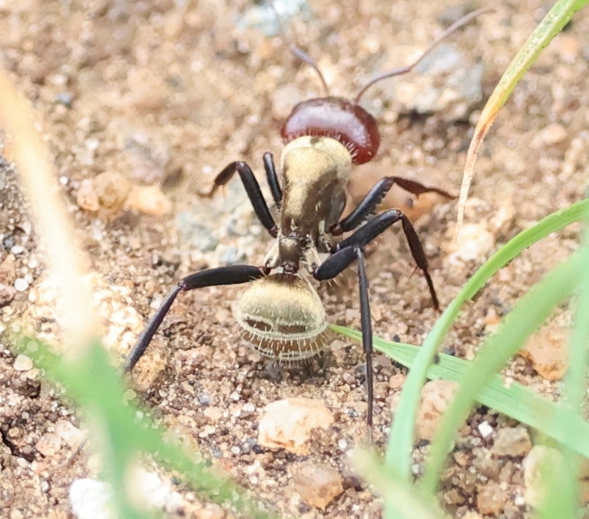 Camponotus mendax