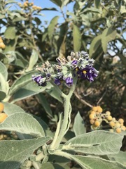 Solanum mauritianum