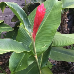 Heliconia rostrata