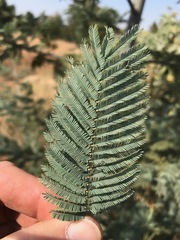 Acacia dealbata