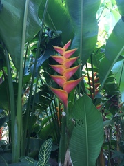 Heliconia rostrata