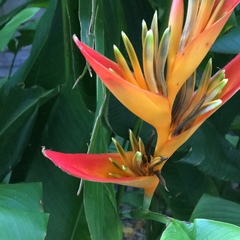 Heliconia rostrata