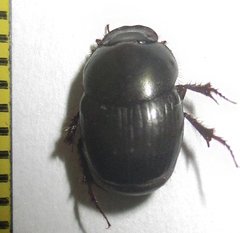 Euonthophagus carbonarius