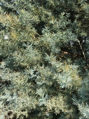 Acacia dealbata