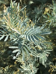Acacia dealbata
