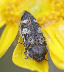 Acmaeodera linsleyi