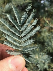 Acacia dealbata