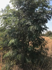 Acacia elata