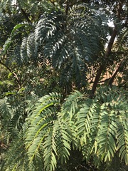 Acacia elata
