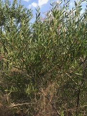 Acacia longifolia