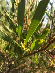 Acacia longifolia