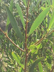 Acacia longifolia
