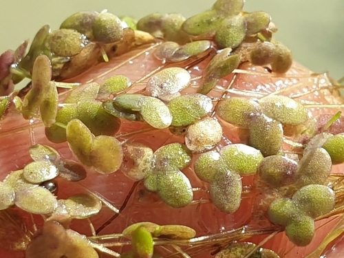 Image of Lemna minuta by (c) Clément Maouche, some rights reserved (CC BY)