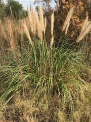 Cortaderia selloana