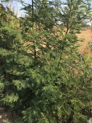 Acacia mearnsii