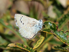 Glaucopsyche lygdamus australis