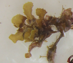 Sargassum hystrix