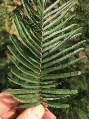 Acacia mearnsii